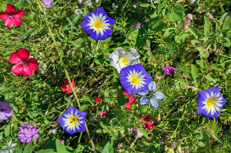 Summer meadow