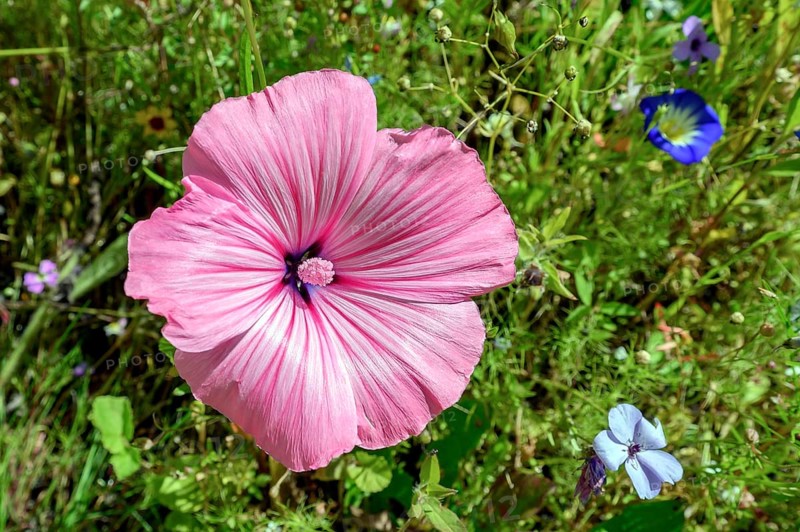 Summer meadow with annual mallow