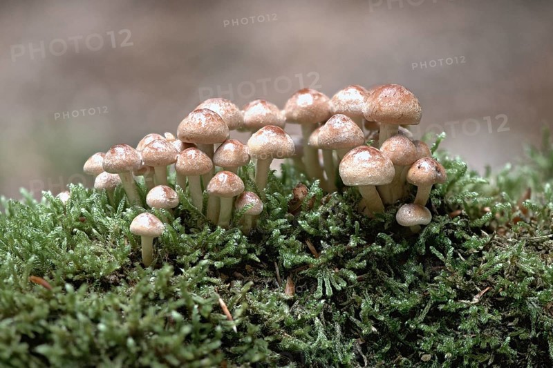Sulphur tuft