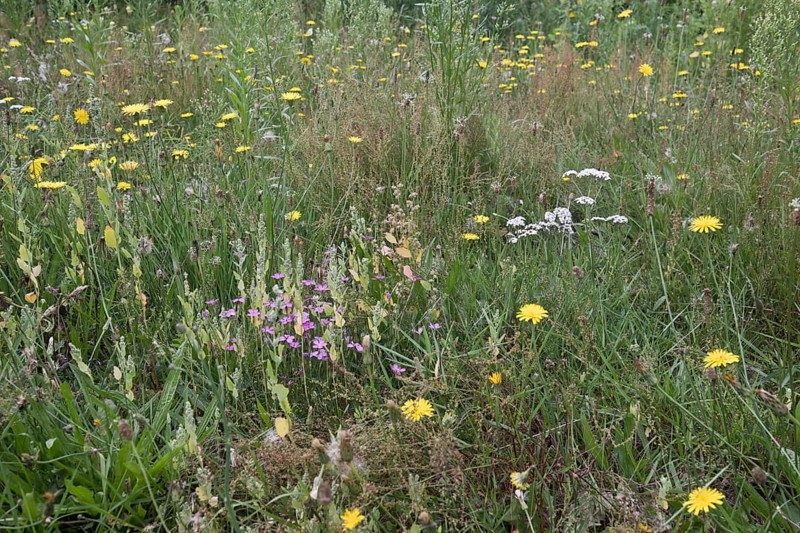 Wildflower meadow with hawkweed