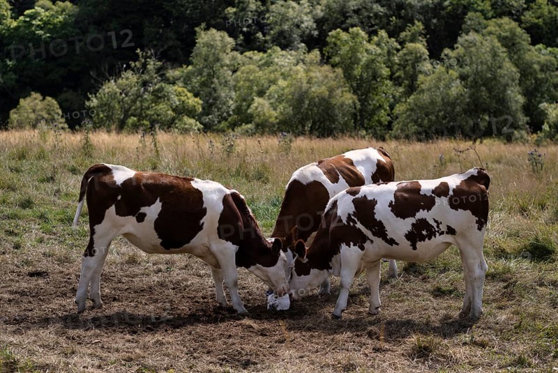 Dairy cows licking salt stone