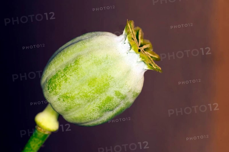 Capsule of the opium poppy
