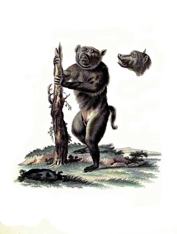Mammals