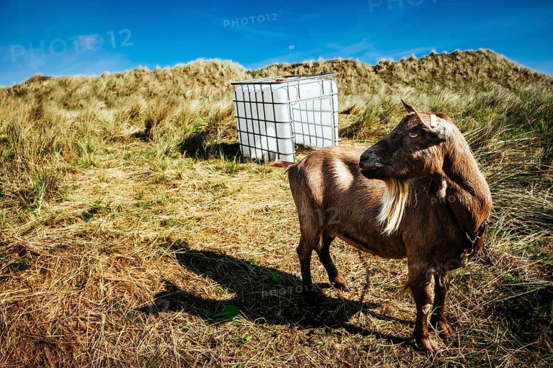 Chained goat in the dunes of Terschelling