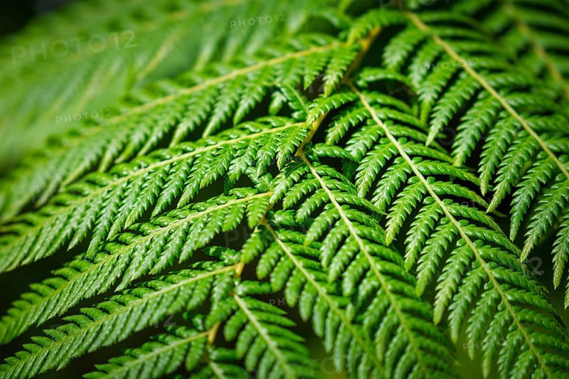 Close up view Sphaeropteris cooperi or Cyathea cooperi lacy tree fern