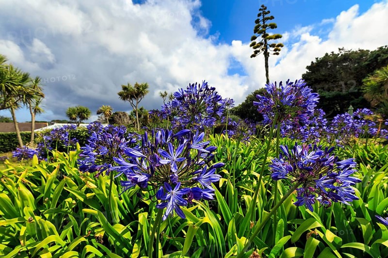 Blue lilies of the nile
