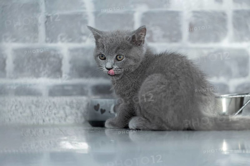 British Shorthair male