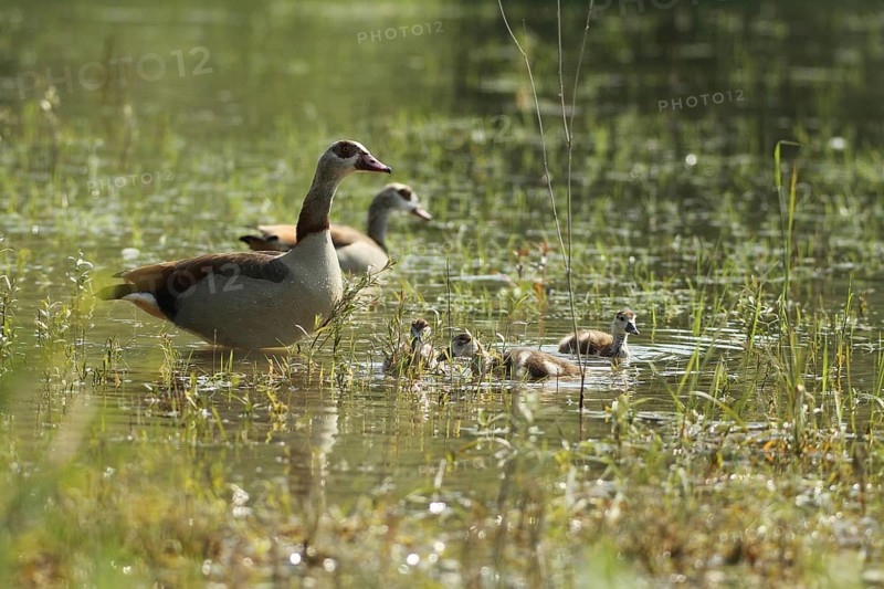Egyptian goose