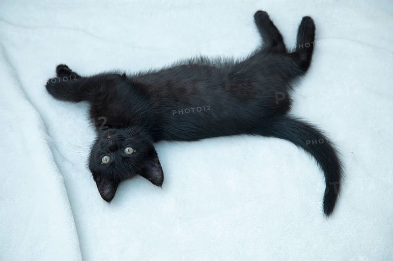 Nine-week-old black kitten lying on floor