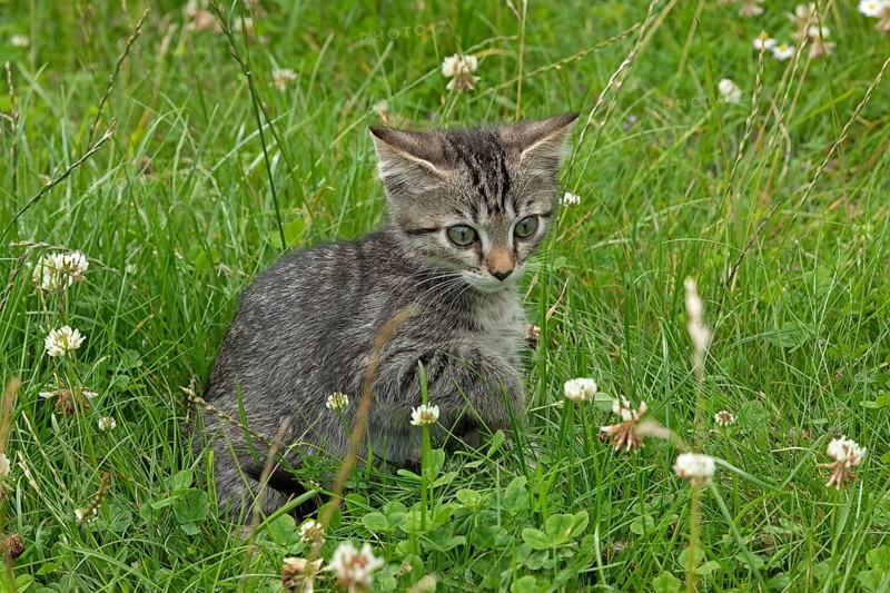 Nine-week-old tabby kitten sitting in grass