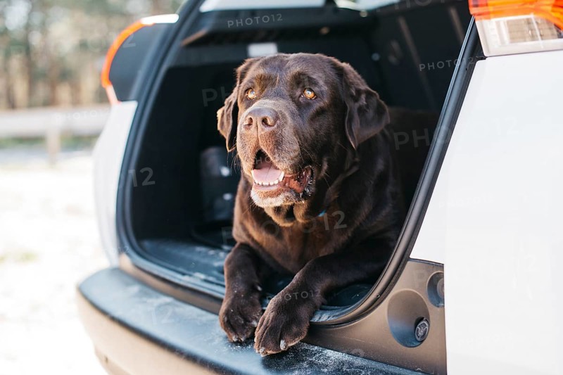 Dog relaxing open trunk