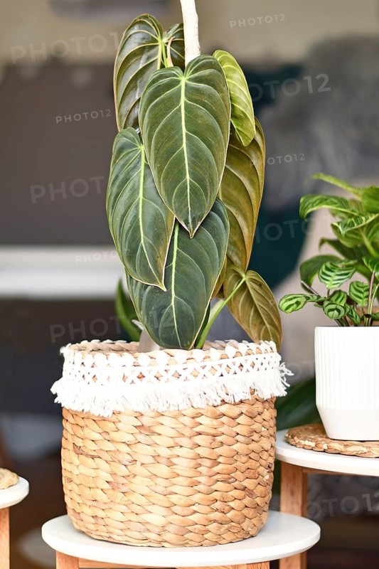 Tropical 'Philodendron Melanochrysum' houseplant with long velvel leaves in basket flower pot on table