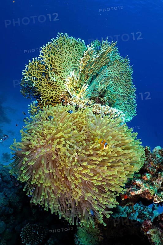 Magnificent sea anemone