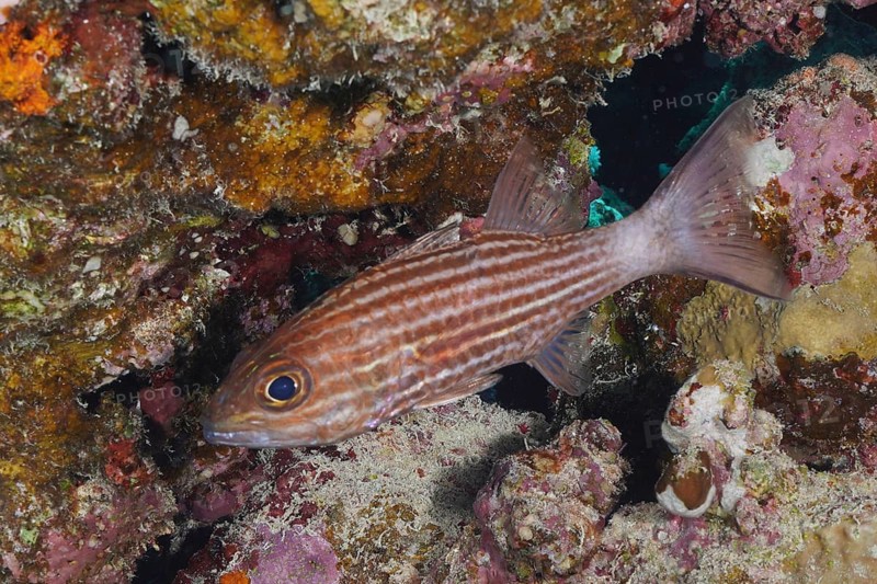 Largetoothed cardinalfish