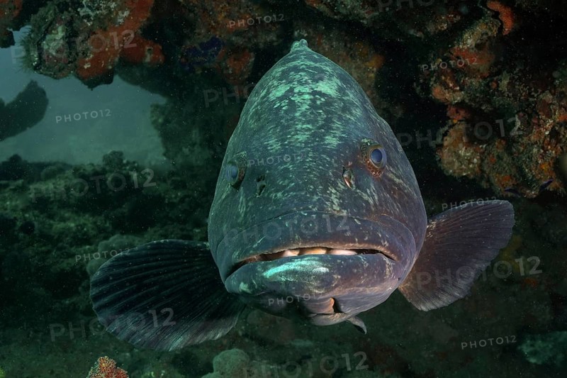 Portrait of potato grouper