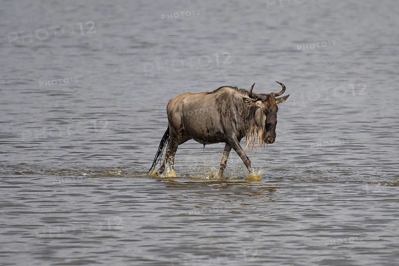 Wildebeest