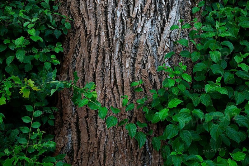 Tree trunk of an old lime tree