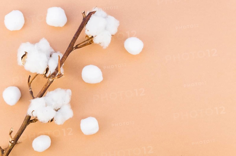 Top view frame with cotton flower branch