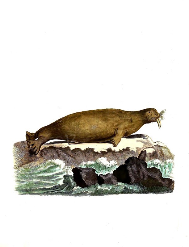 Mammals