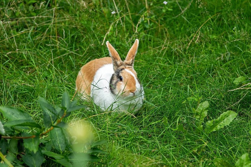 Dutch rabbit sitting in the grass