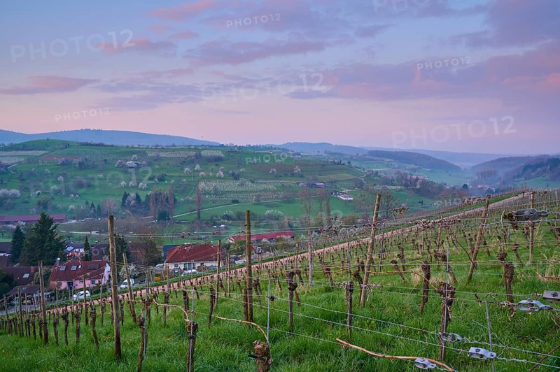 Vineyards