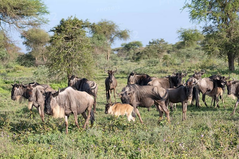 Wildebeest