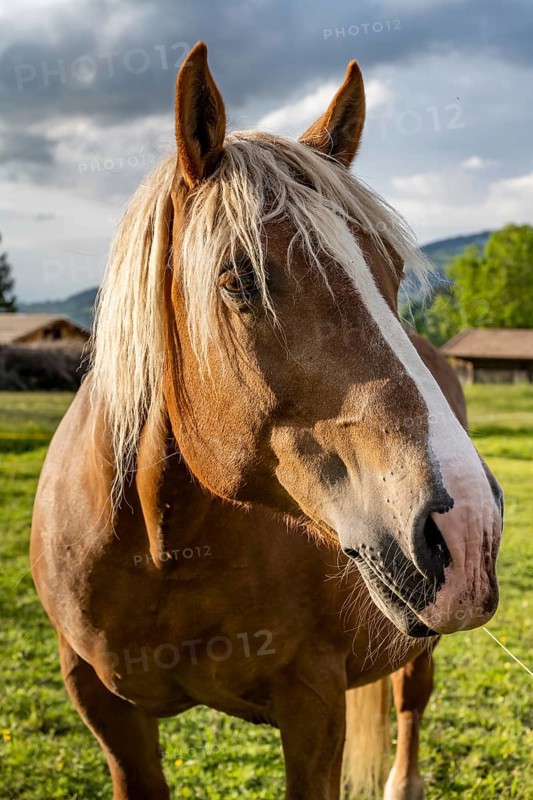 Haflinger horse