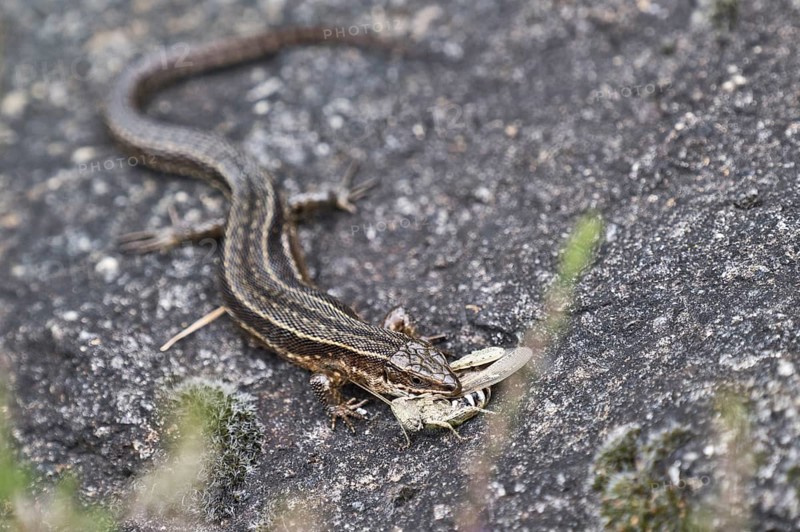 Viviparous lizard