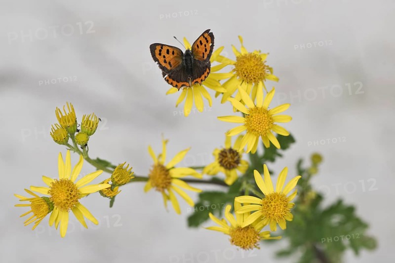 Small copper