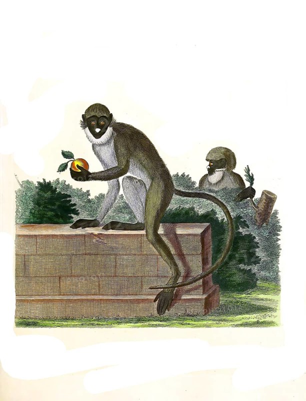 Mammals