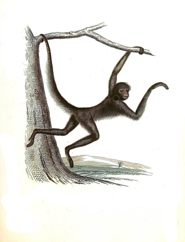 Mammals ater