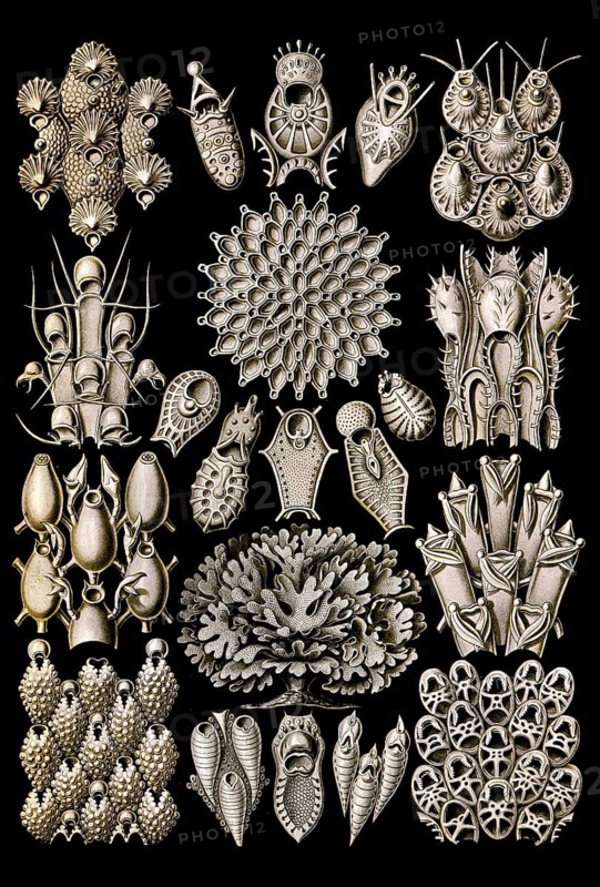 Bryozoa