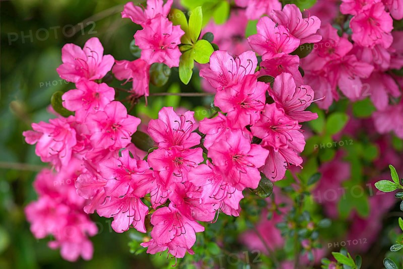 Blossoms of the azalea