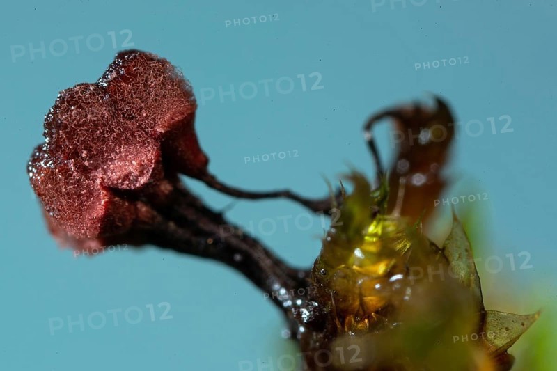 Brick red stalk slime mould three fruiting bodies with dark stalks and woolly felty red hats next to each other against a blue sky