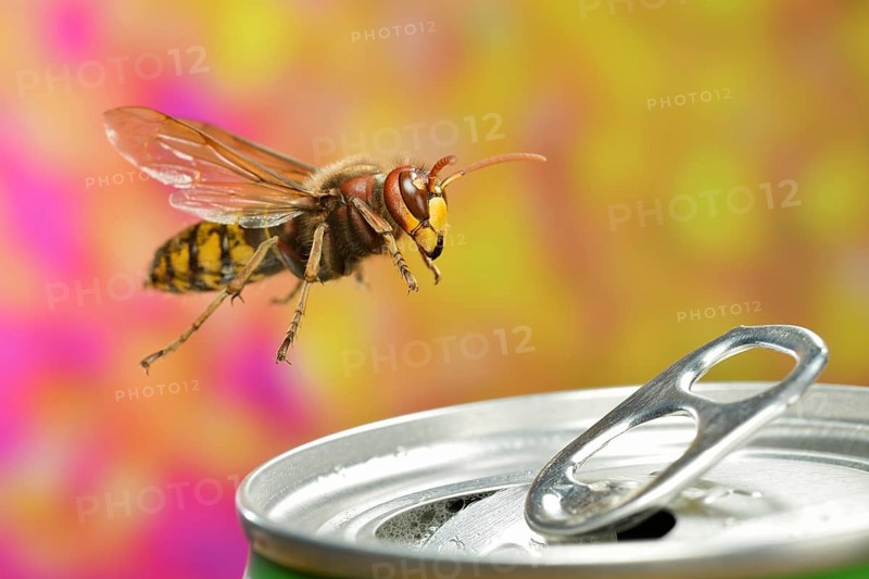 European hornet
