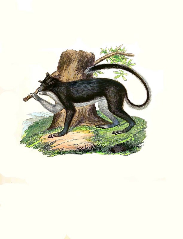 Mammals