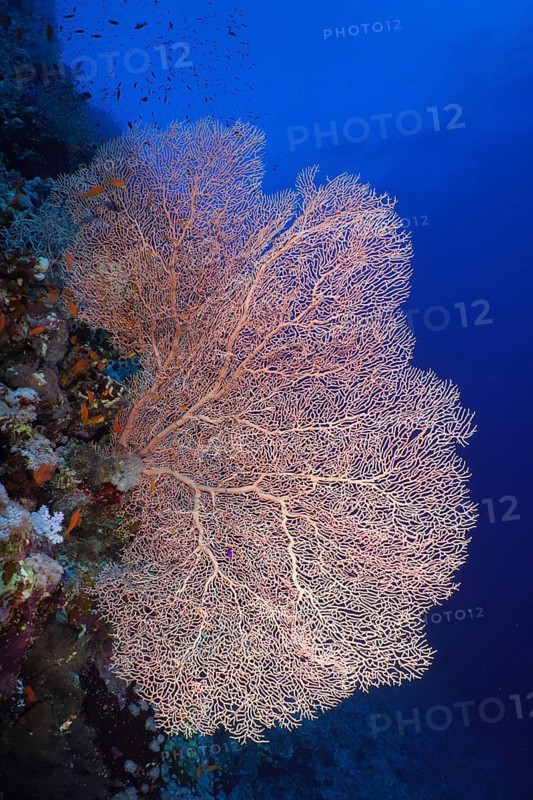 Giant sea fan