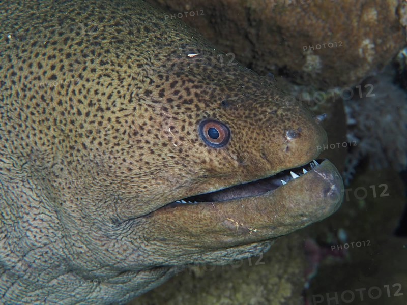 Close-up of giant moray