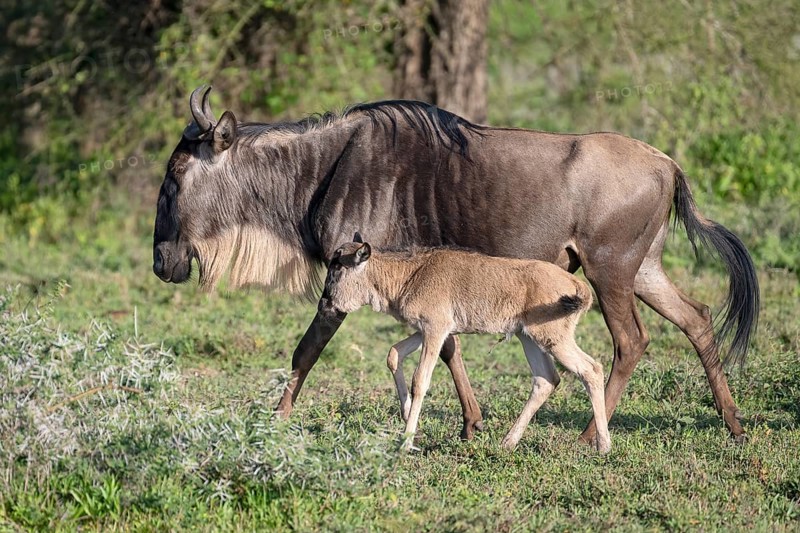 Wildebeest