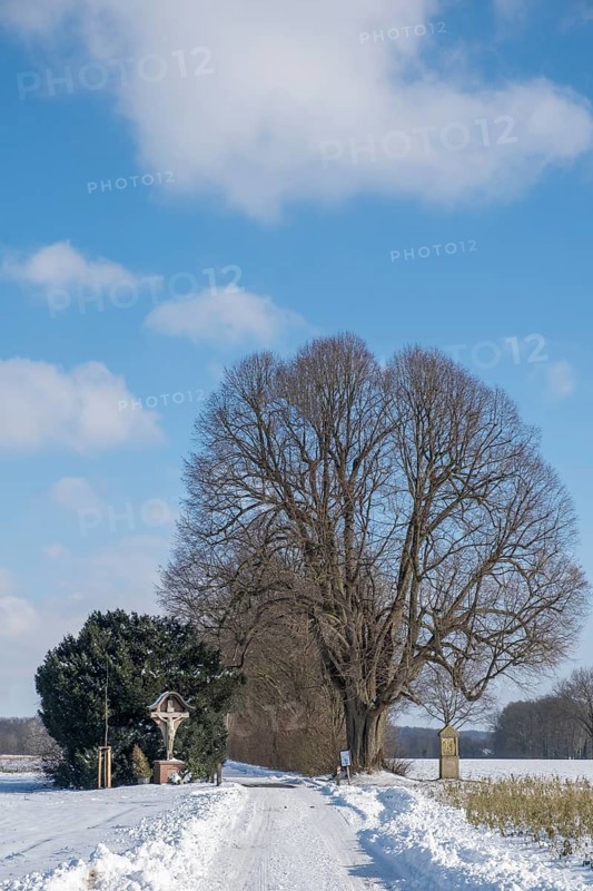 Natural monument Dicke Lime tree