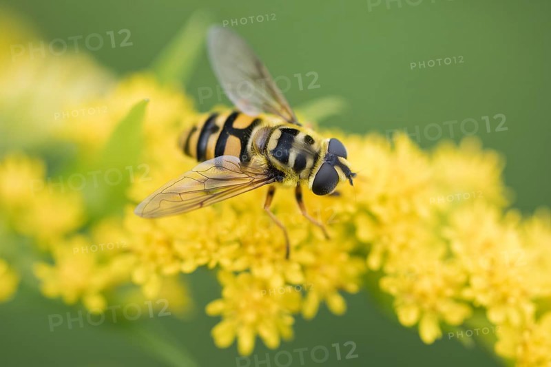 Dead head fly