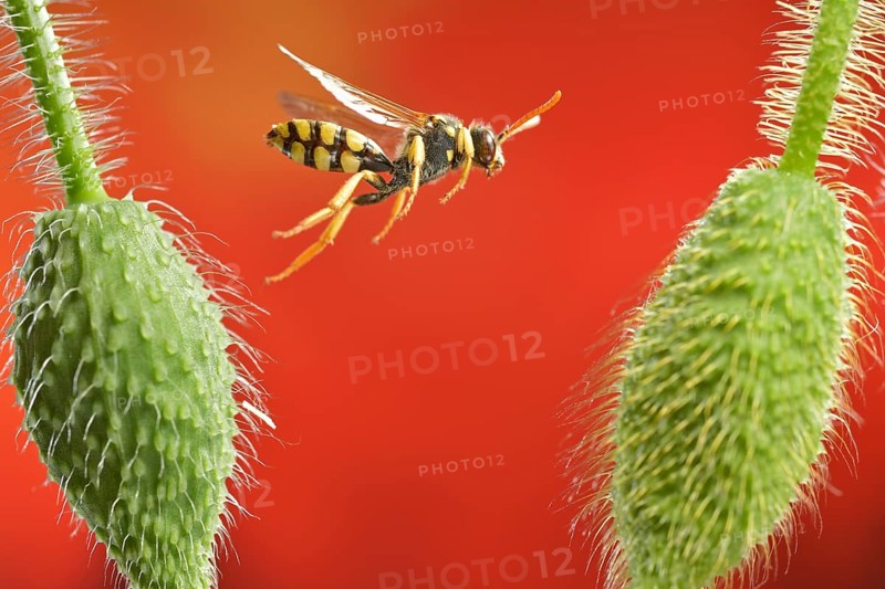 Field wasp bee