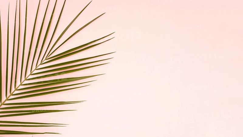 Green leaves palm tree with pink copy space background
