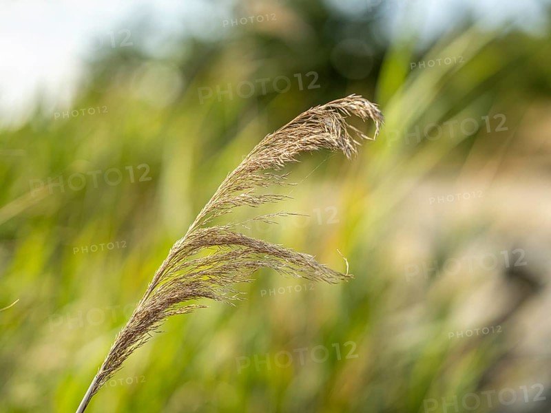 Common reed
