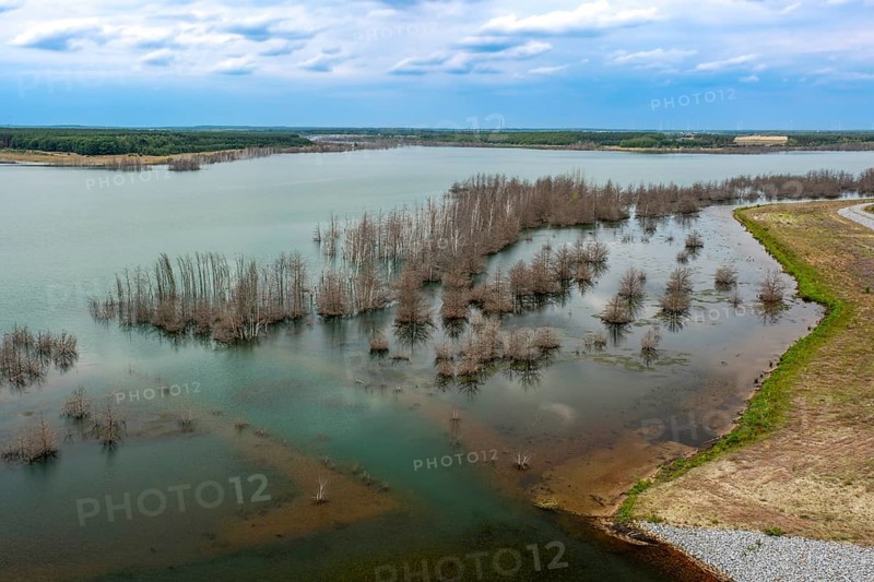 Trees in Lake Sedlitz