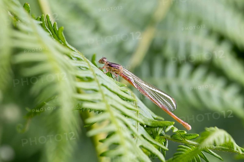 Small red damselfly
