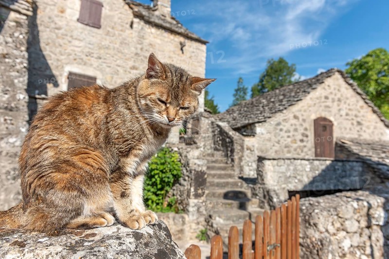Young cat lying in the morning sun in a stone village. Le Rozier