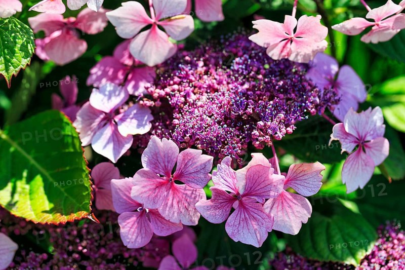 Pink hydrangea