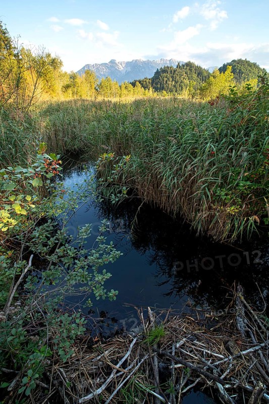 European beaver