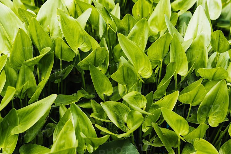 Green water hyacinth background
